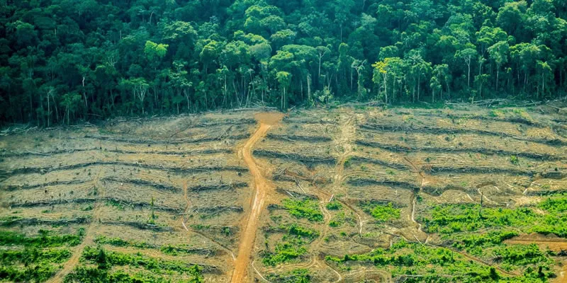 deforestación en amazonia alarmante